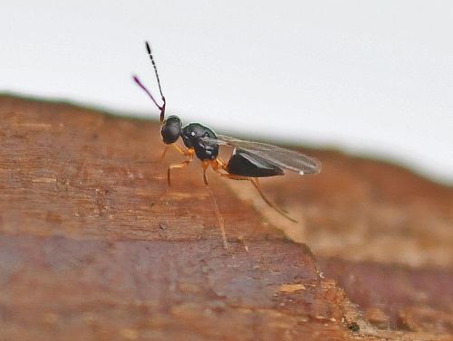 Réf. 336 354 : Ooctonus sp.
